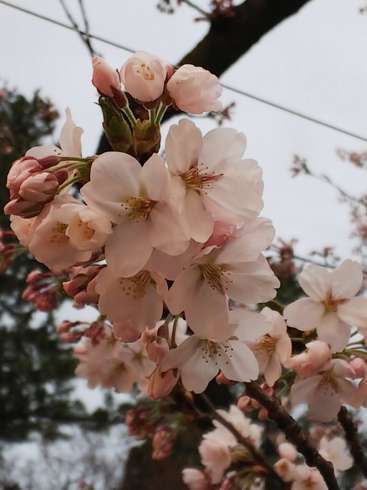 f:id:yoshino1126:20180422173356j:image:left:w200 f:id:yoshino1126:20180422173356j:image:left:w200