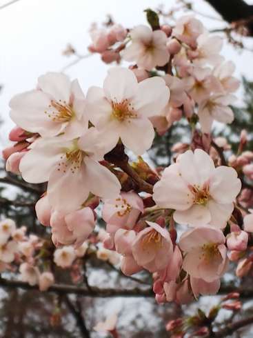 f:id:yoshino1126:20180422173628j:image:left:w200 f:id:yoshino1126:20180422173628j:image:left:w200