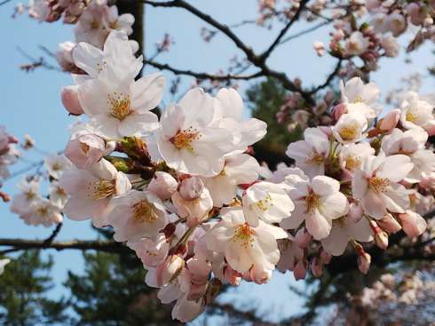 f:id:yoshino1126:20180422182118j:image:left:w275 f:id:yoshino1126:20180422182118j:image:left:w275