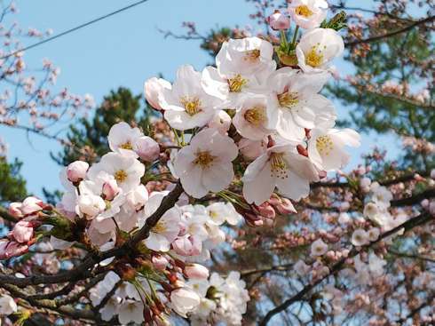 f:id:yoshino1126:20180422182447j:image:left:w275 f:id:yoshino1126:20180422182447j:image:left:w275