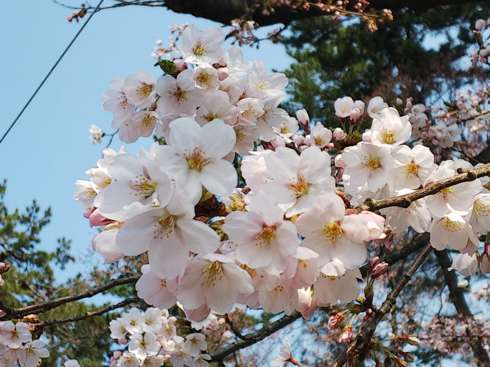 f:id:yoshino1126:20180422182516j:image:left:w275 f:id:yoshino1126:20180422182516j:image:left:w275