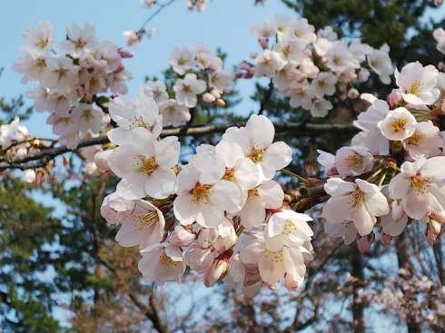 f:id:yoshino1126:20180422182534j:image:left:w275 f:id:yoshino1126:20180422182534j:image:left:w275