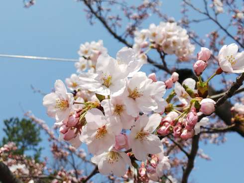 f:id:yoshino1126:20180422183617j:image:left:w275 f:id:yoshino1126:20180422183617j:image:left:w275