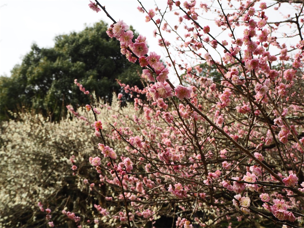 f:id:yoshino_40:20230224205128j:image f:id:yoshino_40:20230224205128j:image