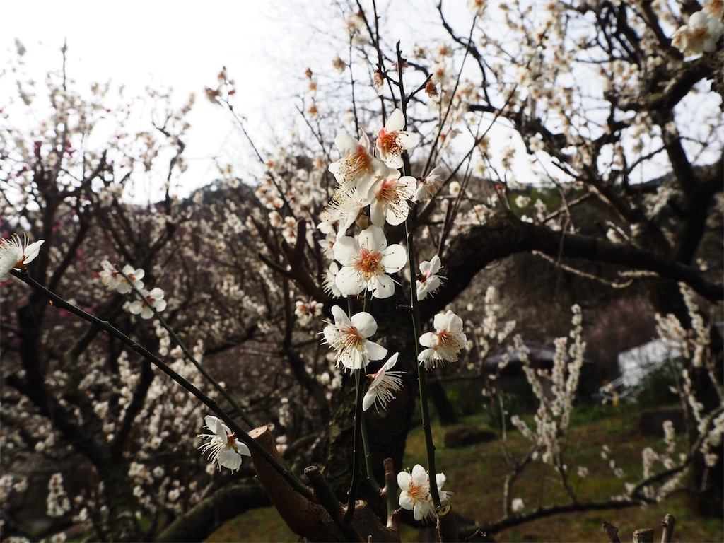 f:id:yoshino_40:20230224205221j:image f:id:yoshino_40:20230224205221j:image