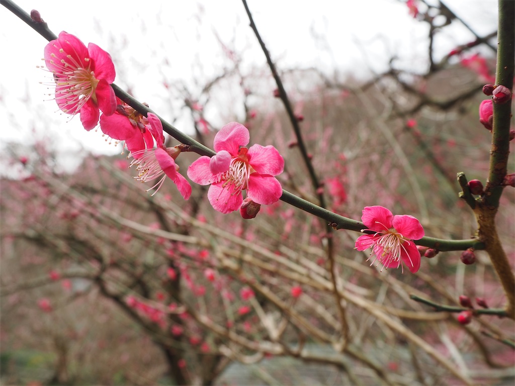 f:id:yoshino_40:20230224205300j:image f:id:yoshino_40:20230224205300j:image
