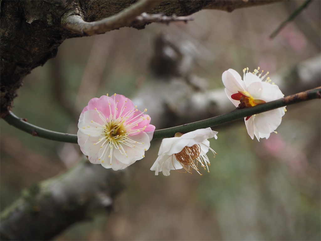 f:id:yoshino_40:20230224205523j:image f:id:yoshino_40:20230224205523j:image
