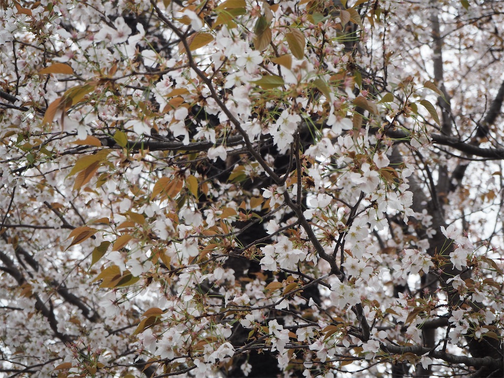 f:id:yoshino_40:20230325220751j:image f:id:yoshino_40:20230325220751j:image