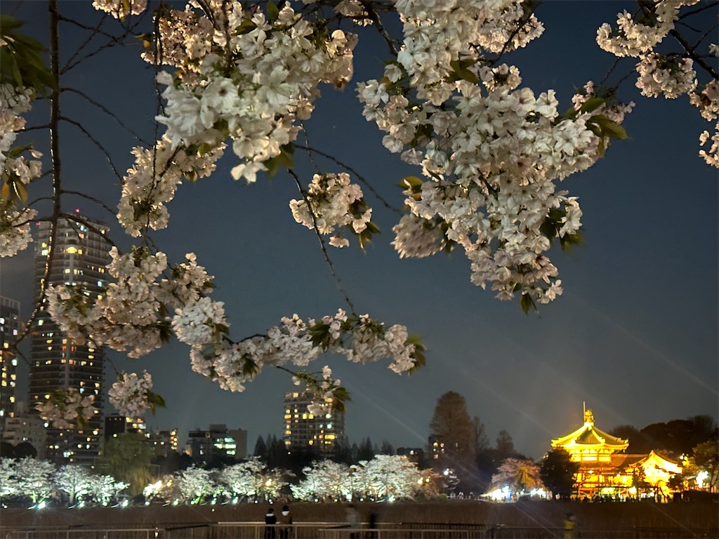 上野公園の夜景と夜桜 2023年|まだ楽しめる!桜ライトアップと開花状況 - たびブログ