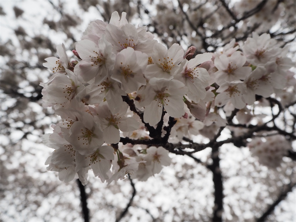 f:id:yoshino_40:20230405010453j:image f:id:yoshino_40:20230405010453j:image