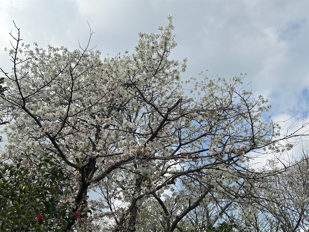 f:id:yoshino_40:20230406004006j:image f:id:yoshino_40:20230406004006j:image