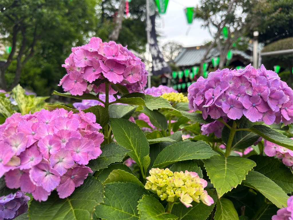 f:id:yoshino_40:20230605010656j:image