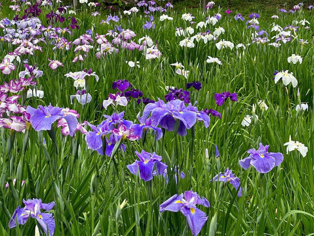 f:id:yoshino_40:20230605212143j:image