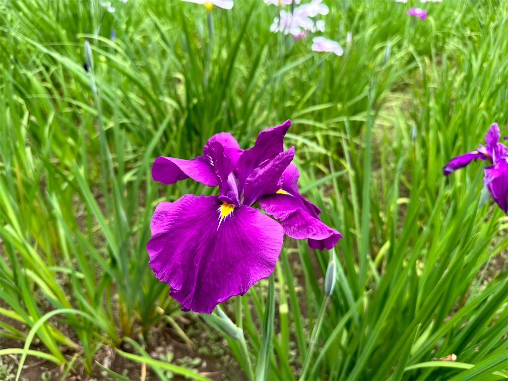 f:id:yoshino_40:20230605212149j:image