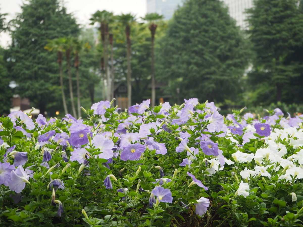 日比谷公園をお散歩【HIBIYA PARK ANNIVERSARY GARDEN】2023年6