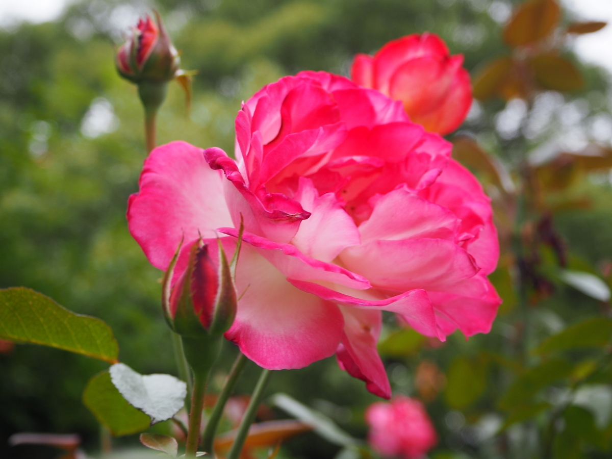 日比谷公園の赤い花 日比谷公園の赤い花 日比谷公園 | 東京都 | 全国の花風景 | はな