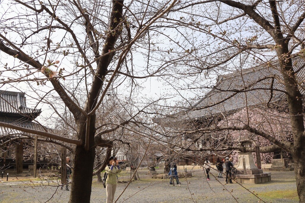 f:id:yoshino_40:20240330211320j:image