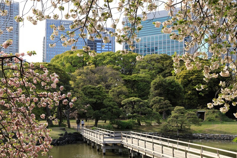花が咲きそろう浜離宮庭園｜4月の開花状況（藤の花、桜、ツツジ