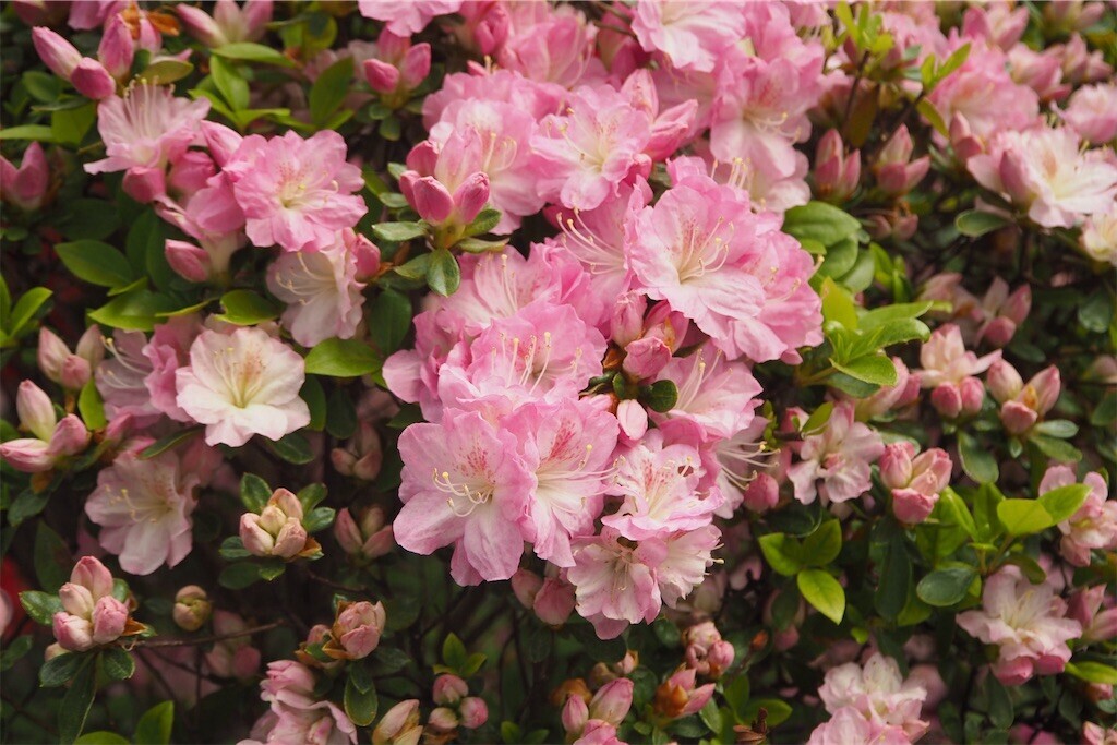 f:id:yoshino_40:20240421215458j:image