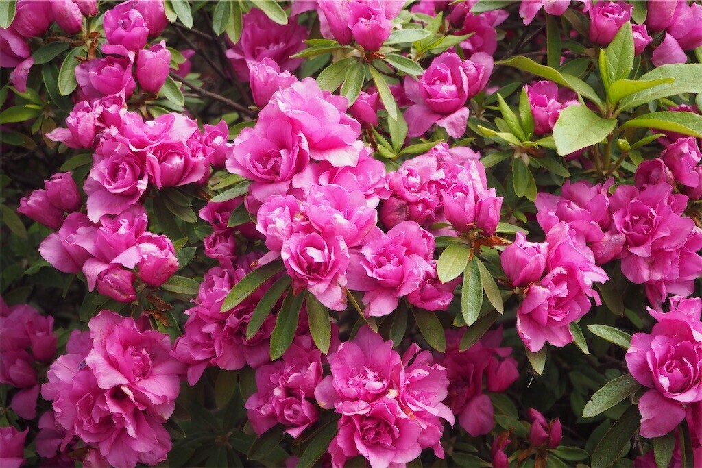 f:id:yoshino_40:20240421215533j:image