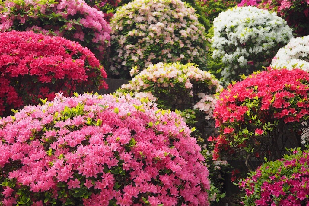 f:id:yoshino_40:20240421215619j:image