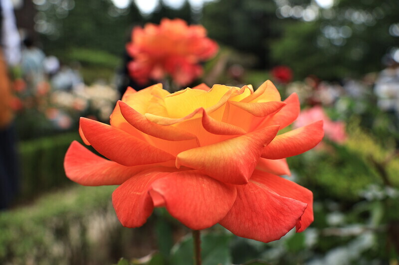 旧古河庭園でバラの種類と香りを楽しむ！人気の薔薇の品種を紹介