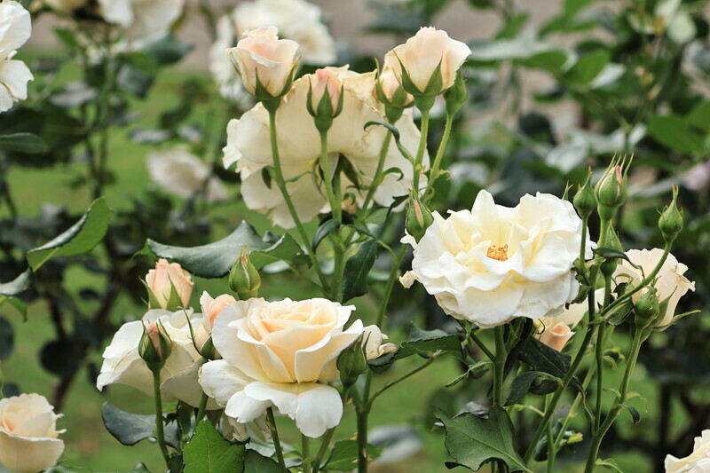旧古河庭園でバラの種類と香りを楽しむ！人気の薔薇の品種を紹介
