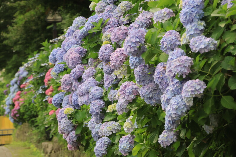 紫陽花の隠れた名所「飛鳥の小径」見頃はいつ？紫陽花の場所と2025年