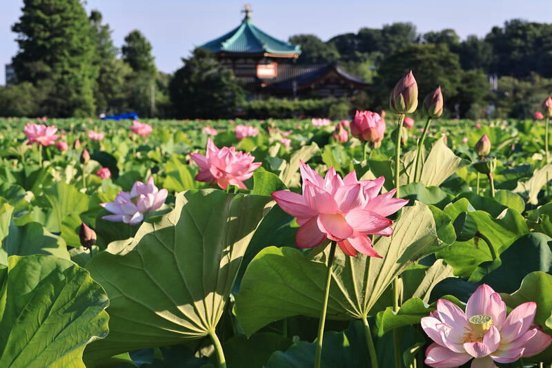 水彩画 　上野公園　　不忍池　　蓮 まるで極楽浄土!? 東京都台東区の上野公園、不忍池に咲く蓮の花