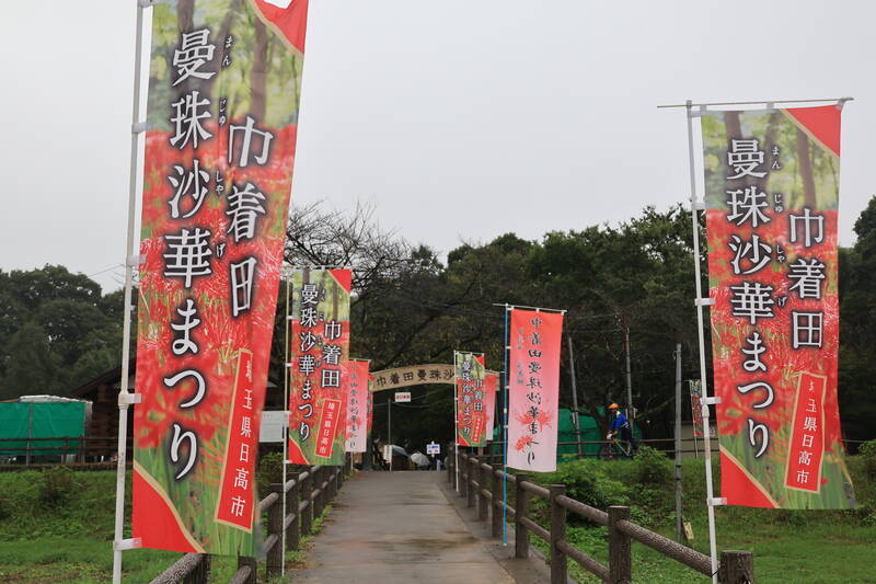 巾着田曼珠沙華公園 彼岸花（ヒガンバナ）2024年9月｜開花状況