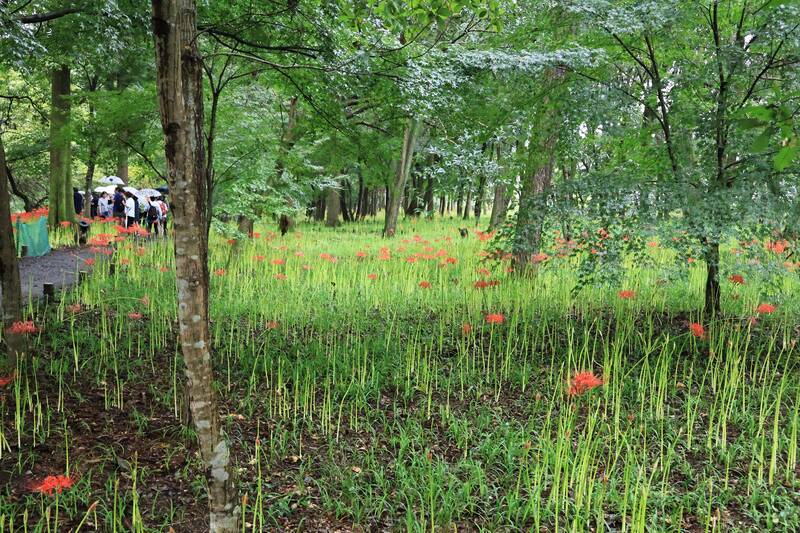 Amazon.co.jp: 彼岸花 球根 販売 曼珠沙華 球根 アマリリスの