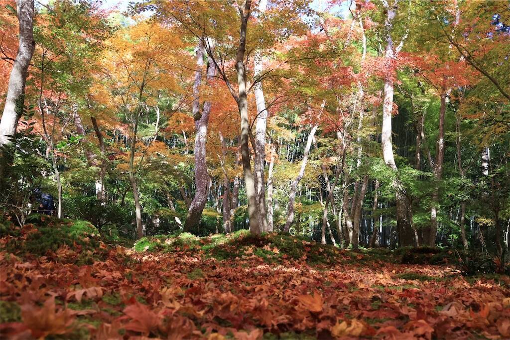 f:id:yoshino_40:20241130215150j:image