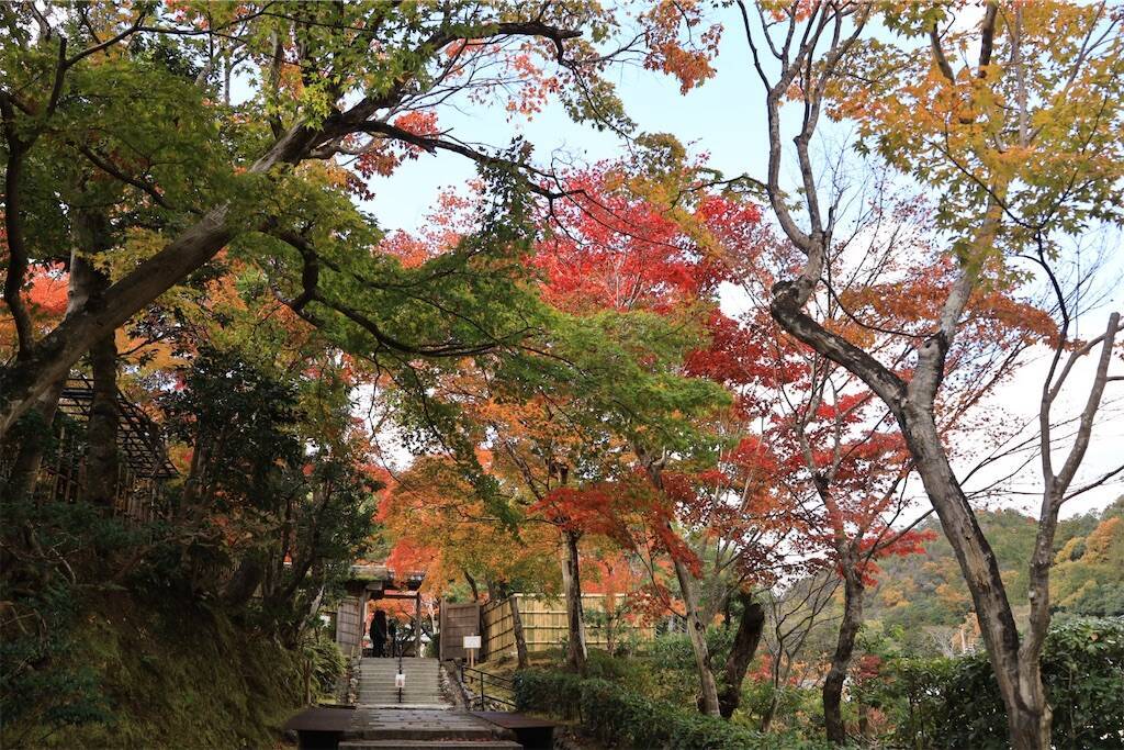 f:id:yoshino_40:20241130215816j:image