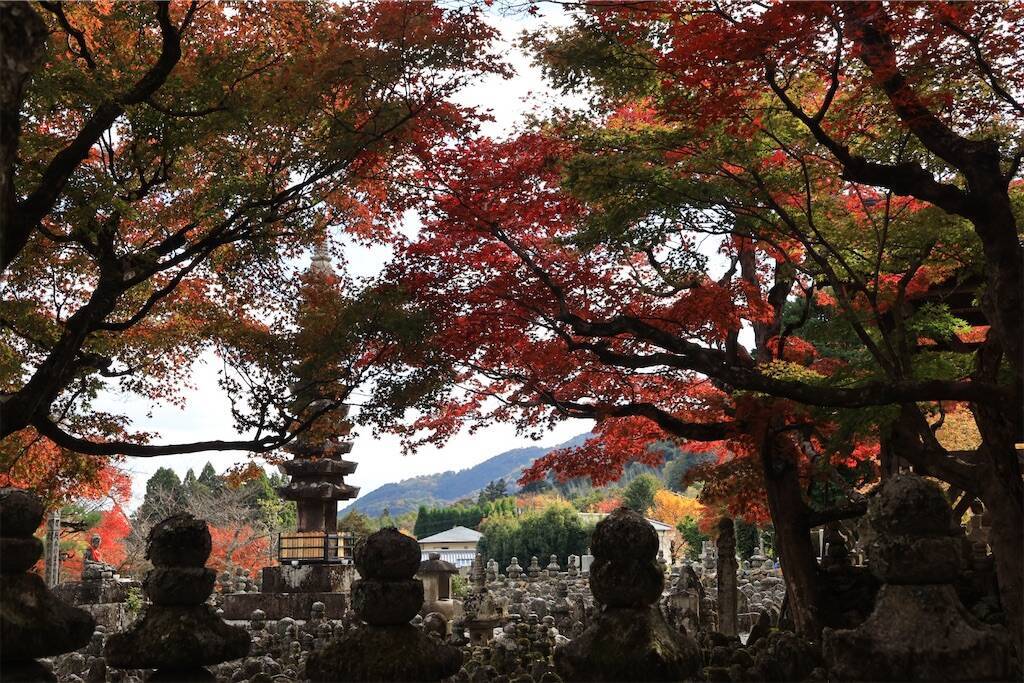 f:id:yoshino_40:20241130220110j:image