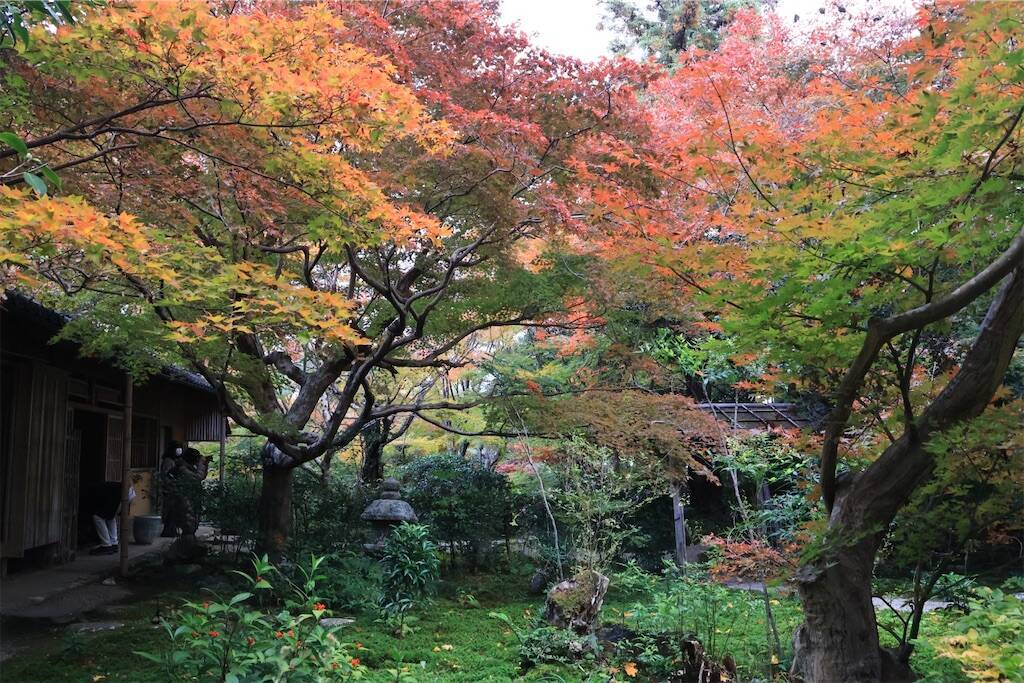 f:id:yoshino_40:20241130220145j:image