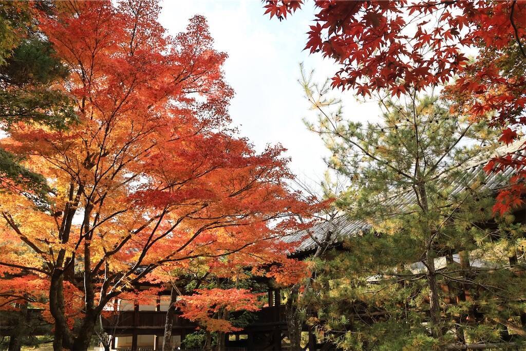f:id:yoshino_40:20241130220250j:image