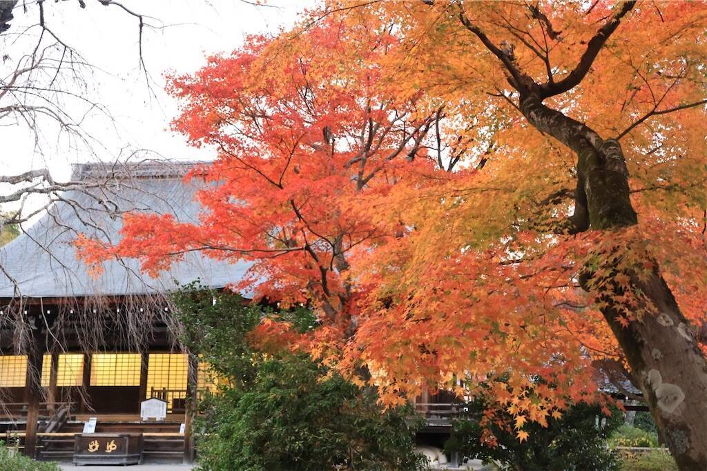 f:id:yoshino_40:20241130220401j:image