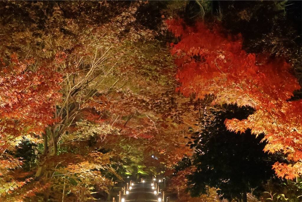 f:id:yoshino_40:20241130220559j:image