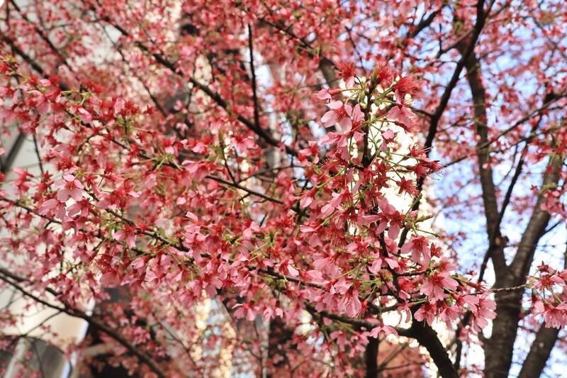 Amazon.co.jp: 返品可 匿名 セル版 桜木睦子 first CHIKAKO