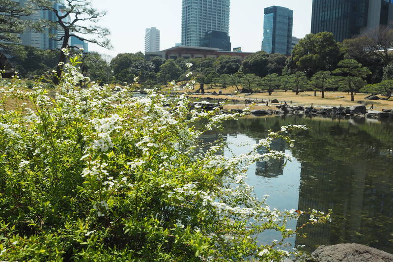 春を満喫！旧芝離宮恩賜庭園でお花鑑賞散策｜2025年3月開花状況