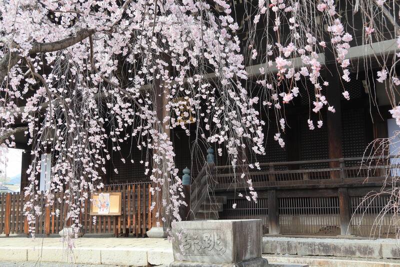 隠れた花見スポット「立本寺」が見頃！2025年開花状況と見どころを紹介｜しだれ桜とソメイヨシノ（京都府京都市上京区） - たびブログ