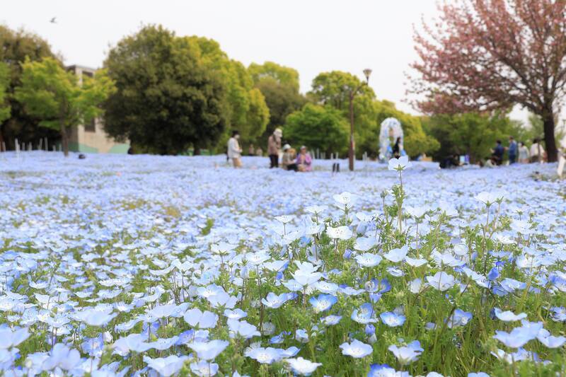 ネモフィラと遅咲き桜「舎人公園」ネモフィラ花壇の場所はどこ？見頃は