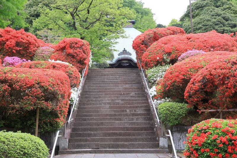 つつじの名所「神木山 等覚院（つつじ寺）」の見頃は？2025年