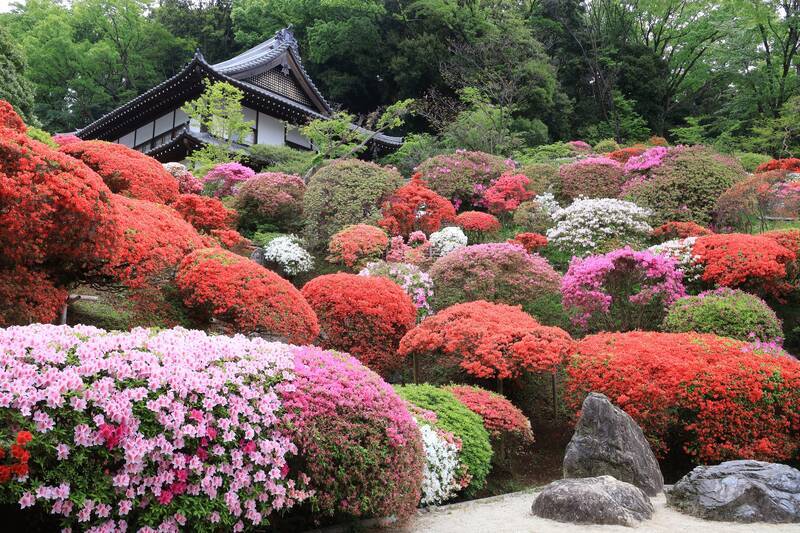 つつじ つつじの名所「神木山 等覚院（つつじ寺）」の見頃は？2025年