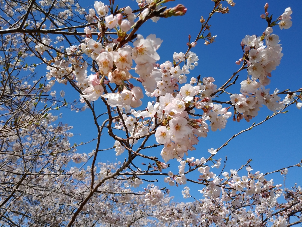f:id:yoshinobu44:20210329190101j:plain