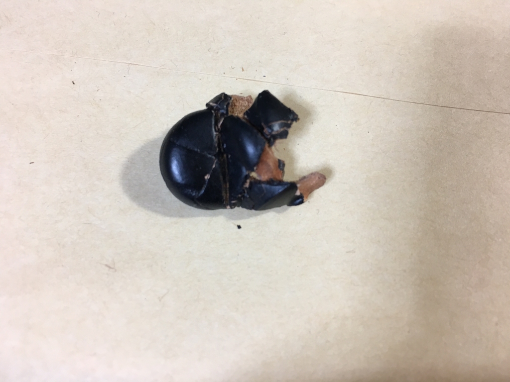 f:id:yoshinori-hoshi:20170123070858j:plain