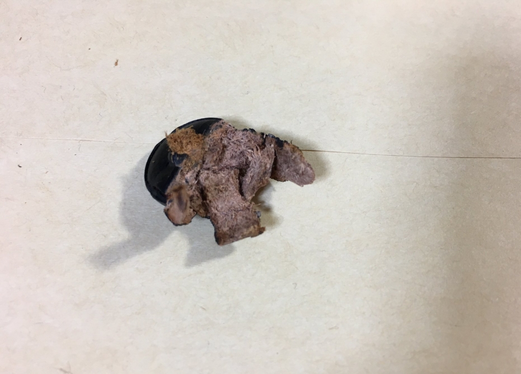 f:id:yoshinori-hoshi:20170123080335j:plain