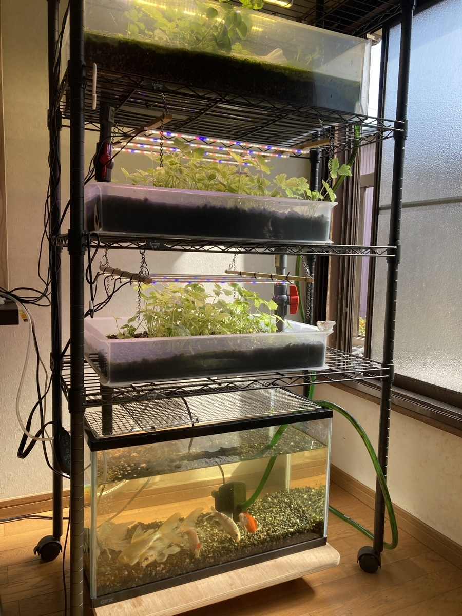 アクアポニックス 水槽 セット アクアポニックスで水換え回数は減る