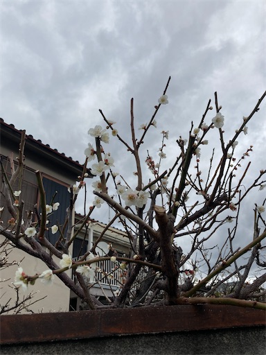 f:id:yoshio_tani:20260228204348j:image f:id:yoshio_tani:20260228204348j:image