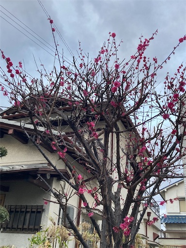 f:id:yoshio_tani:20260228204352j:image f:id:yoshio_tani:20260228204352j:image